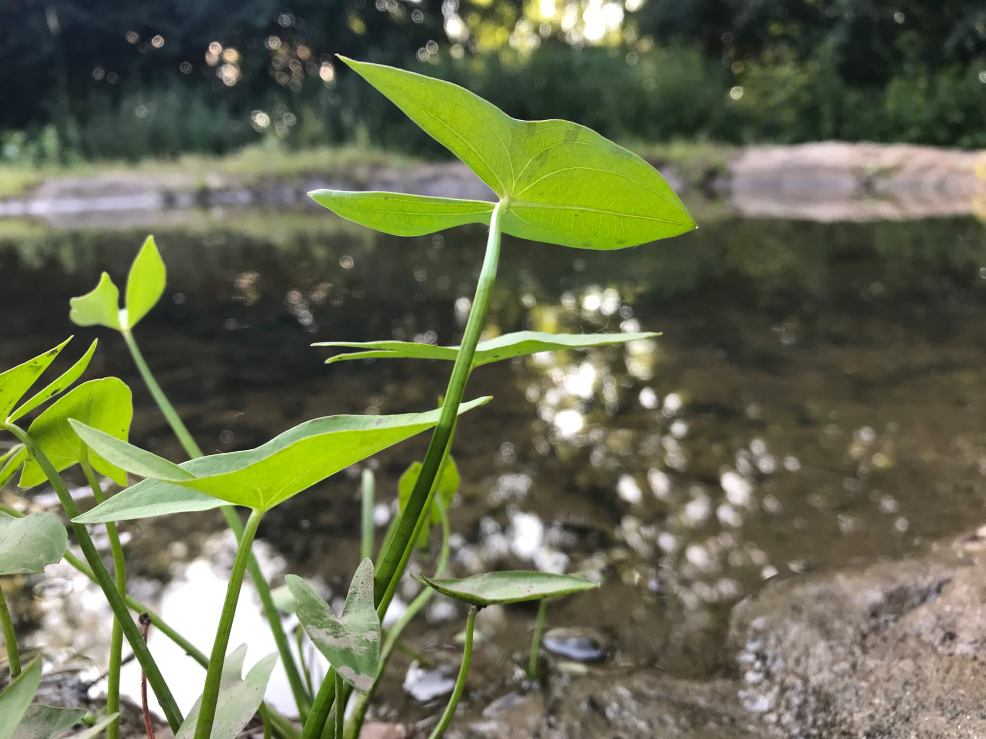 History, Transmission, and Impact